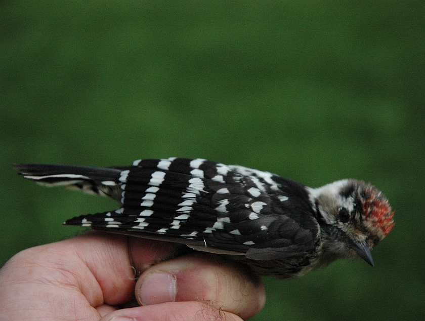 Lesser Spotted Woodpecker, Sundre 20110817